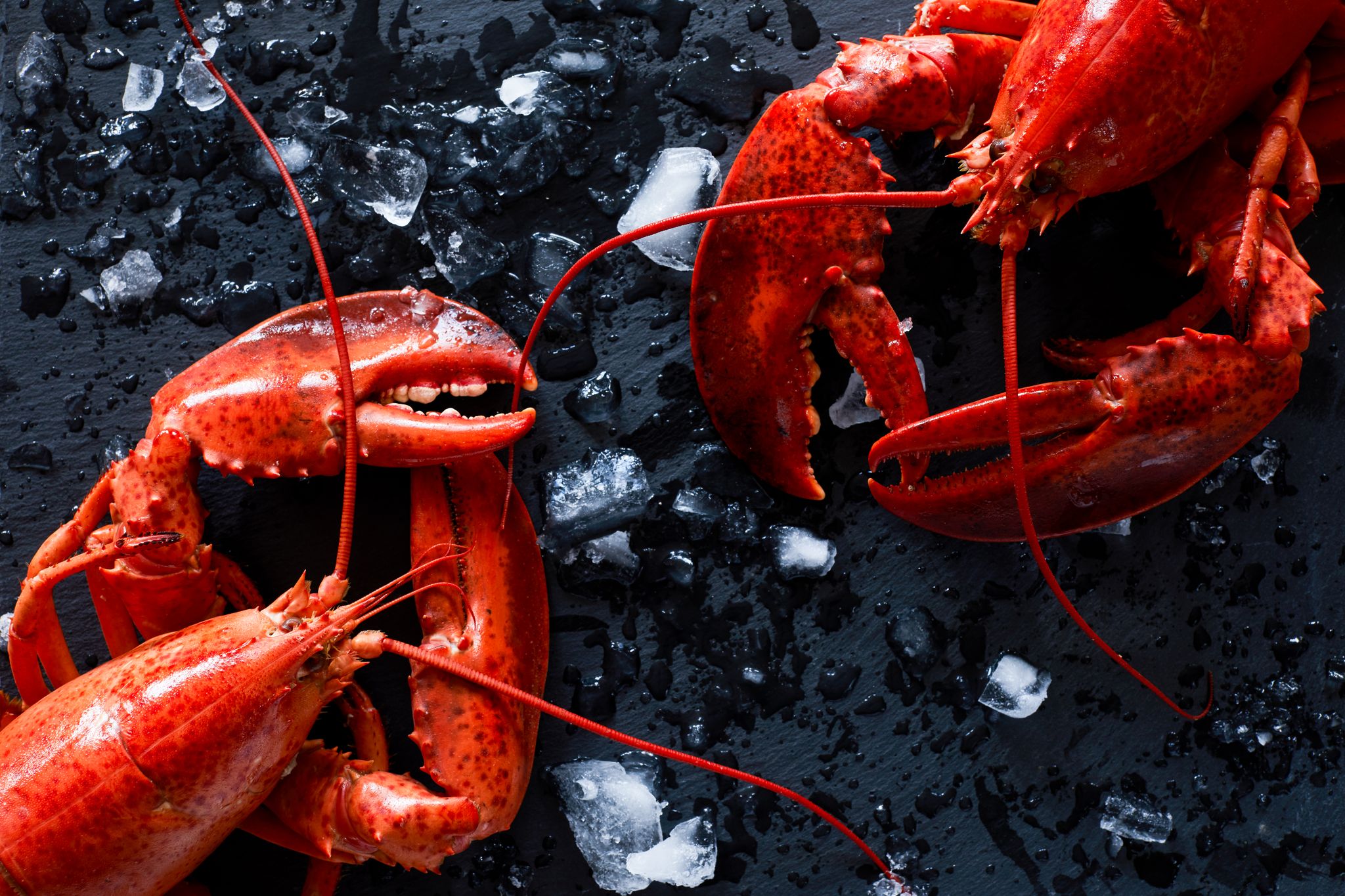 Sustainable Fishery - Lobster PEI